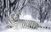 897-animals_tiger_white_tiger_wallpaper_1024x768.jpg